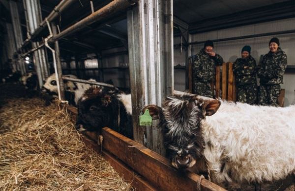 <br />
В Якутии для уникальной породы коров создали отдельное предприятие<br />
