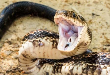 Ученые впервые вырастили искусственный аналог ядовитой железы змей