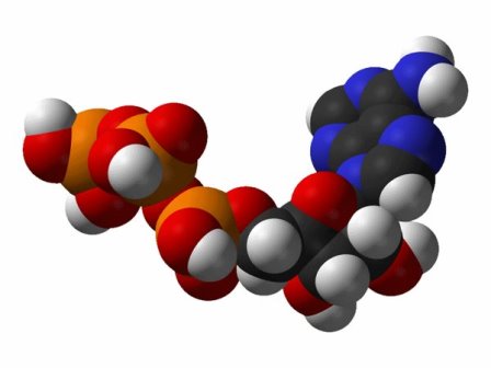 В молекулярной структуре АТФ-синтазы найдены не известные ранее элементы
