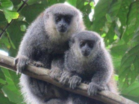 Новый вид обезьян открыт в Бразилии