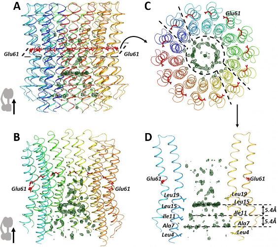 В молекулярной структуре АТФ-синтазы найдены не известные ранее элементы