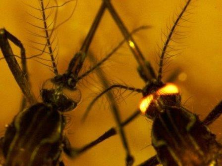 Выведены комары, которые не способны переносить лихорадку денге