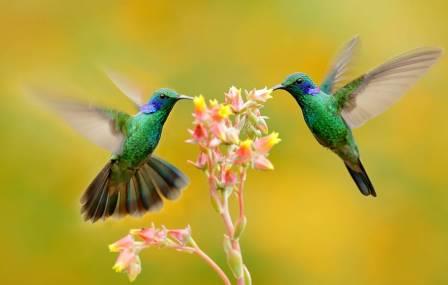 Ученые объяснили радужную окраску перьев колибри