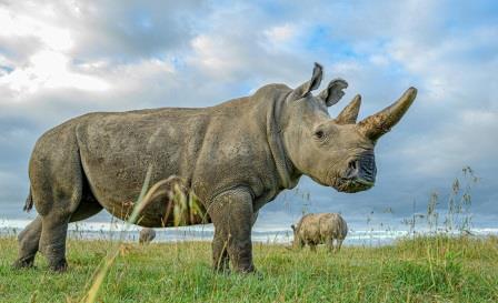 Удалось получить третий эмбрион практически вымершего носорога