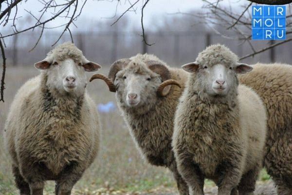 <br />
Ингушетия закупит у Дагестана 20 тыс. овец до 2022 года<br />
