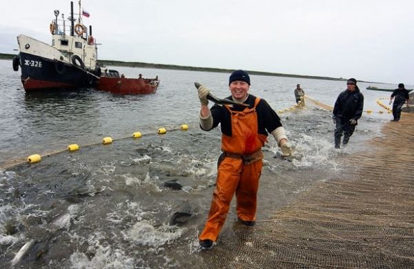 <br />
Новые правила промысла могут погубить популяцию лосося на Сахалине<br />
