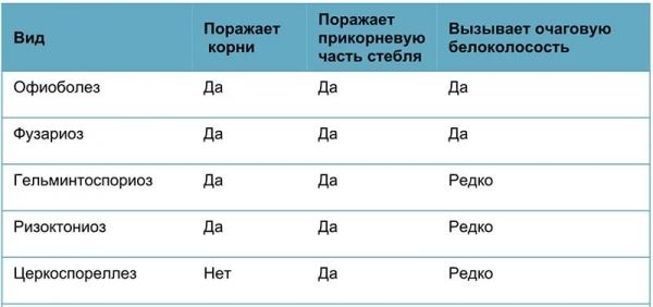 Корневые и прикорневые гнили колосовых: мифы и реальность