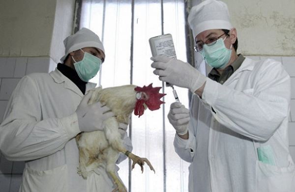 <br />
Минсельхоз КНР сообщил о вспышке птичьего гриппа<br />
